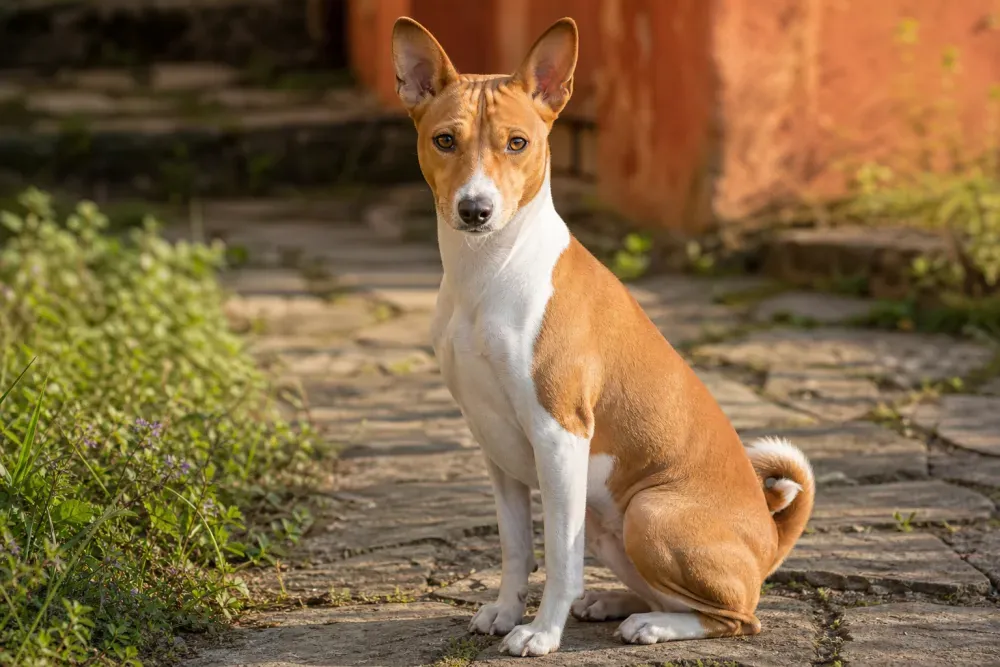 Basenji fauve et blanc debout dans un jardin