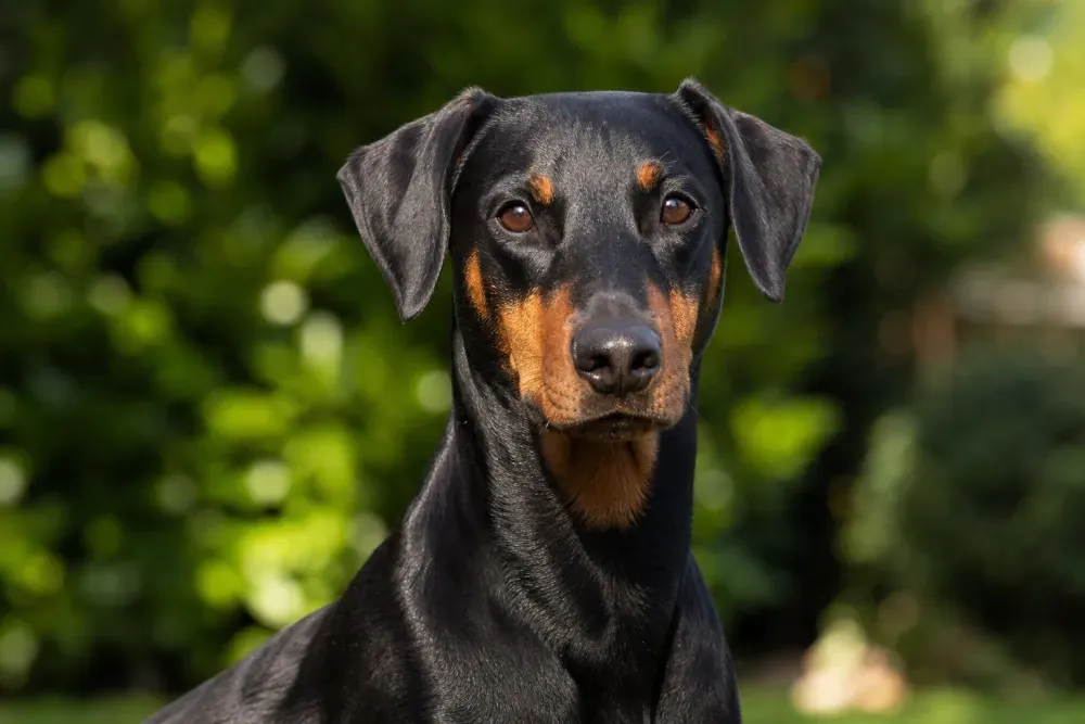 Pinscher allemand noir et feu en extérieur
