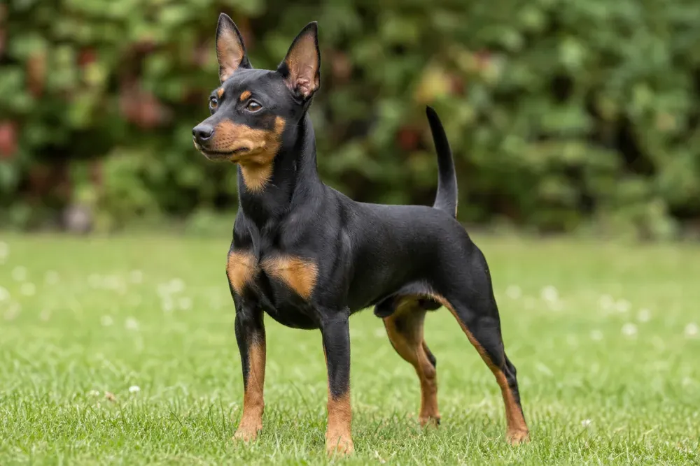Pinscher nain noir et feu dans l'herbe