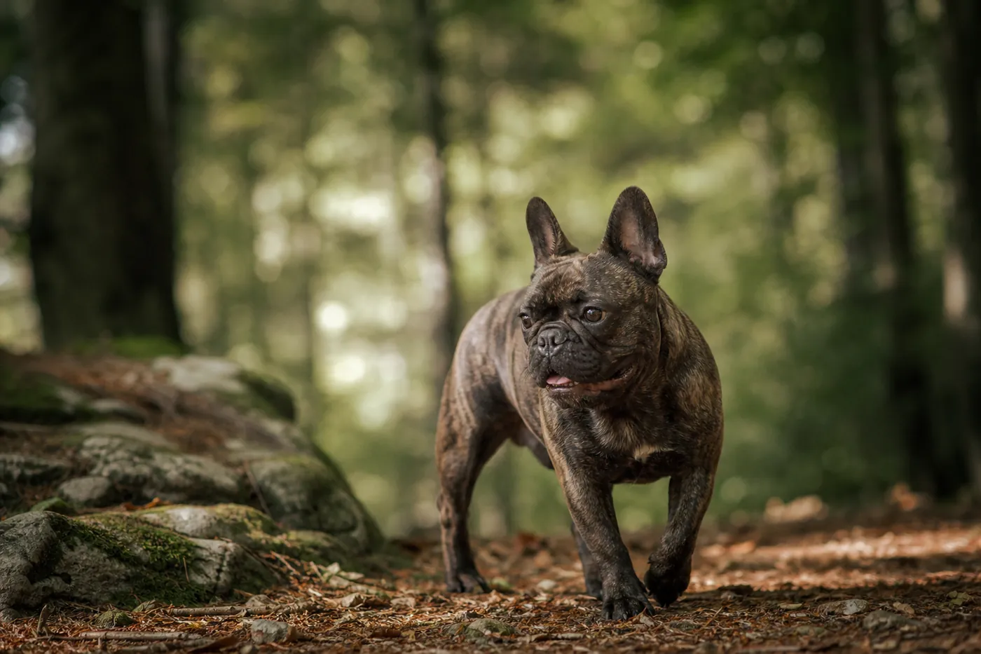 Bouledogue Français athlétique au museau modéré marchant à l'ombre