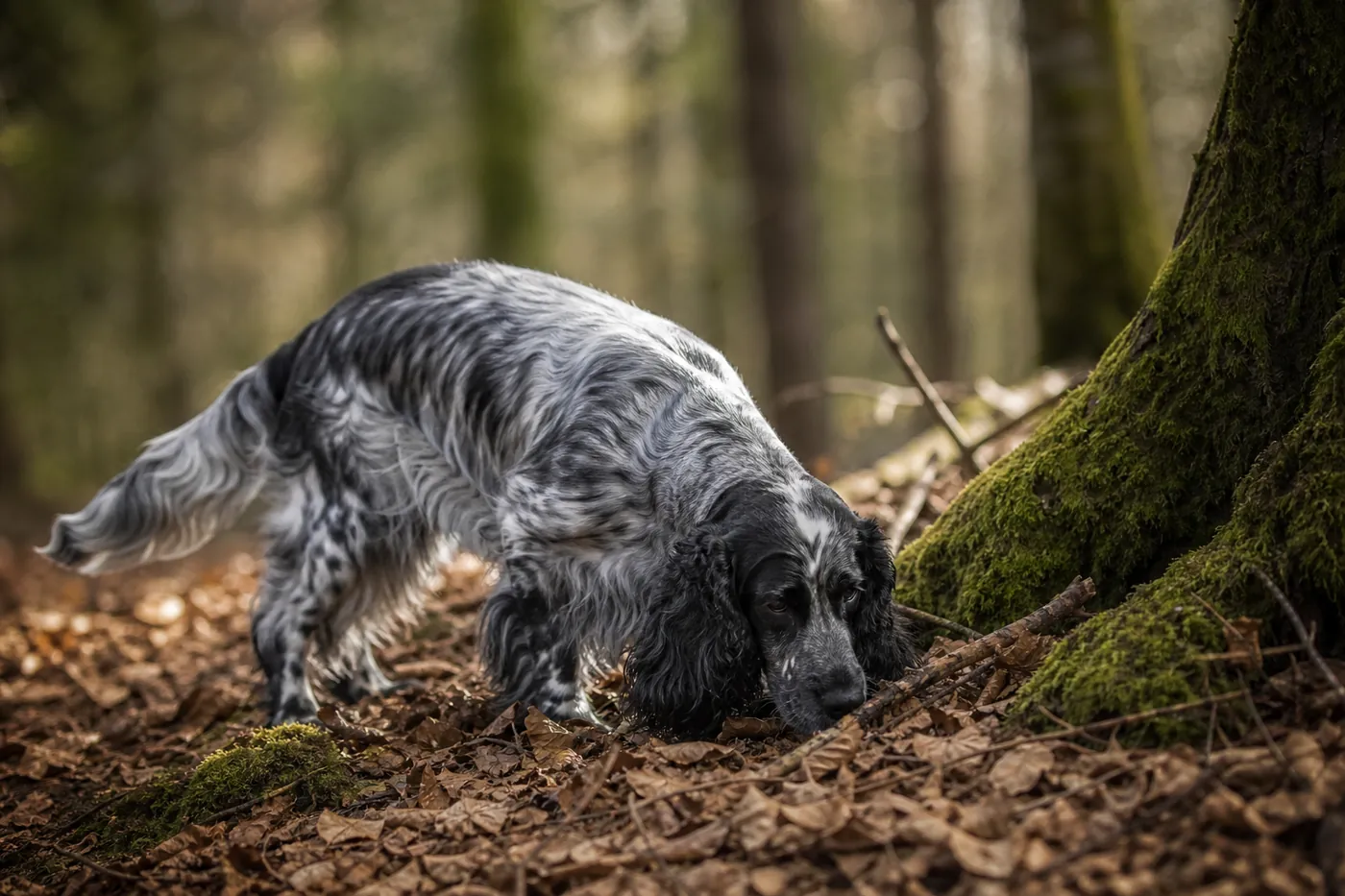 Cocker Spaniel Anglais bleu rouan explorant un sous-bois