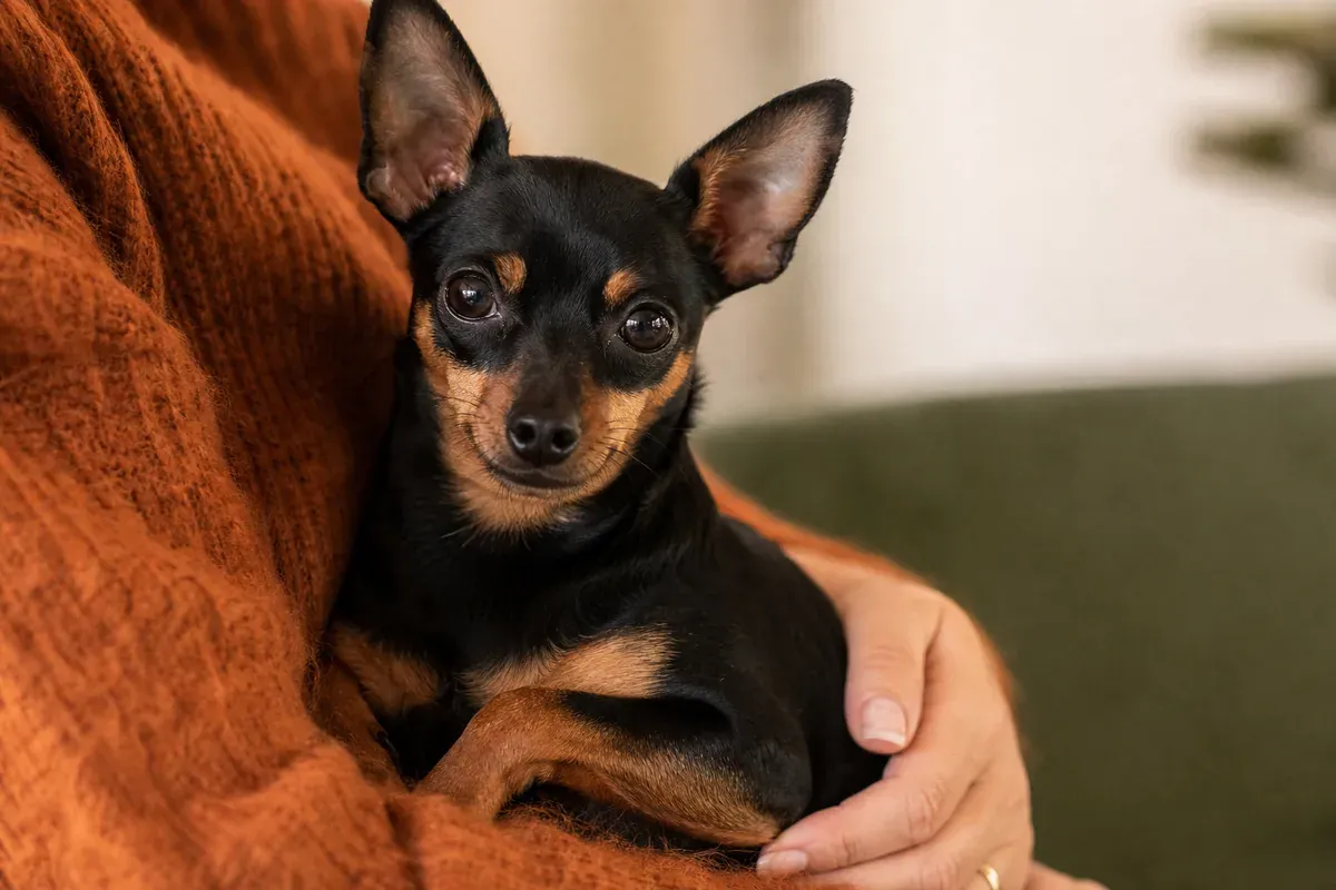 Pinscher nain à la robe noir et feu, oreilles droites, blotti et cajolé avec affection dans des bras